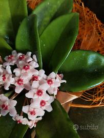 hoya fiore di cera