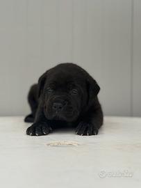 Cane corso italiano