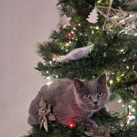 Gatta british shortair per accoppiamento