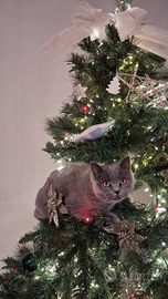 Gatta british shortair per accoppiamento