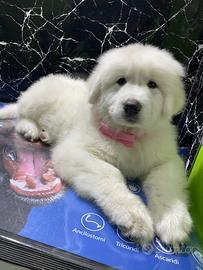 Cane da Montagna dei Pirenei