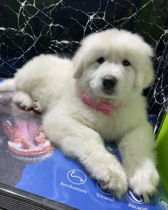 Cane da Montagna dei Pirenei