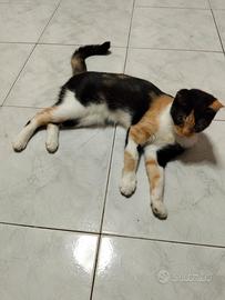 Affido consapevole Napoli