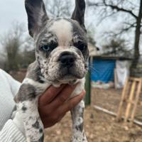 Bulldog francese
