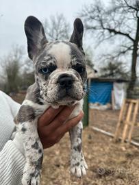 Bulldog francese