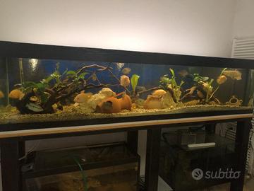 Acquario  900 litri