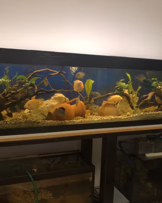 Acquario  900 litri