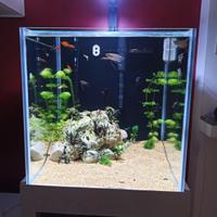 Acquario