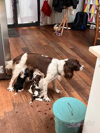 Cuccioli di springer spaniel