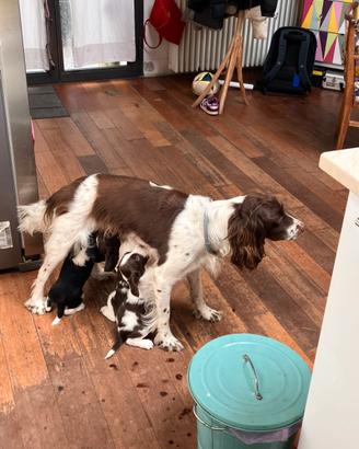 Cuccioli di springer spaniel