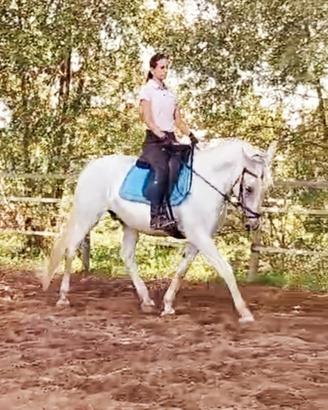 Cavallo