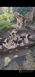 Cuccioli di Beagle puri