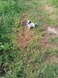 Cucciolo Setter inglese maschio