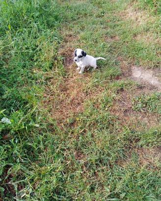 Cucciolo Setter inglese maschio