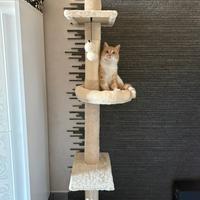 Mobile tiragraffi arrampicata per gatti