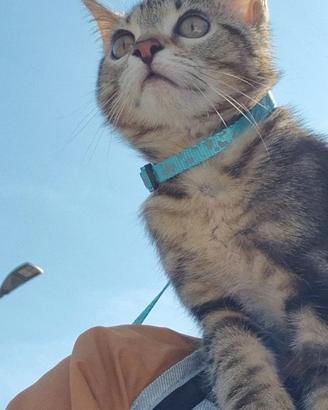 Mix tabby norvegese 3 mesi