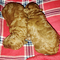 Barboncini albicocca