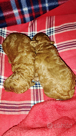 Barboncini albicocca