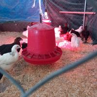 Pulcinotti razze ornamentali