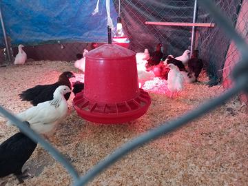 Pulcinotti razze ornamentali