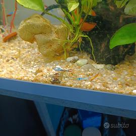 Guppy endler