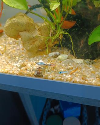 Guppy endler