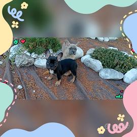 Bouldogue francese