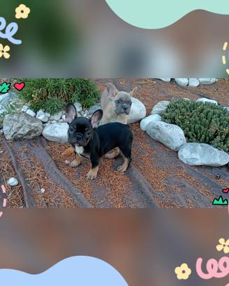 Bouldogue francese
