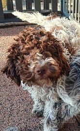Cuccioli di Lagotto da tartufo