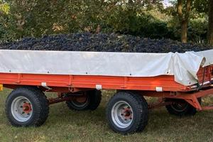 Rimorchio agricolo carro uva per vendemmia manuale