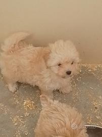 Maltipoo mini Toy paga in 12 comode rate