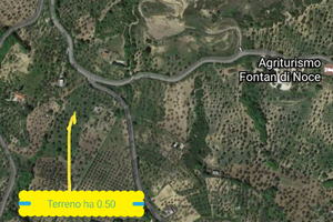 Terreno con ulivi Miglionico