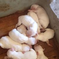 Cucciolata setter inglese