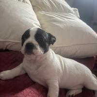Incrocio bulldog