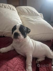 Incrocio bulldog