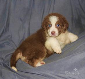 Pastore australiano Australian Shepherd cuccioli
