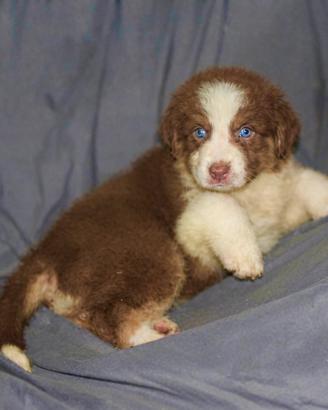 Pastore australiano Australian Shepherd cuccioli