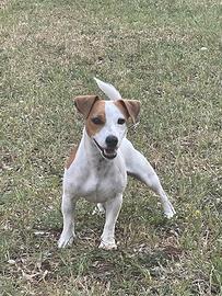 Jack Russell