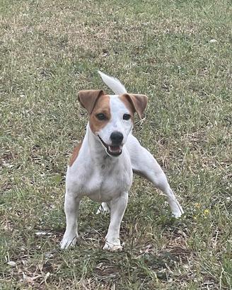 Jack Russell