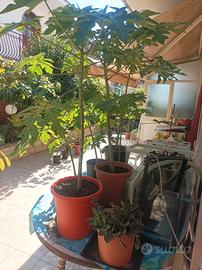papaya  lecciosa 