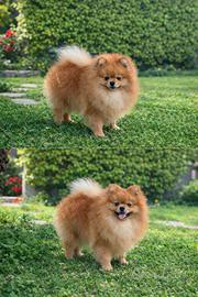 Pomerania orange per monta pedigree ENCI