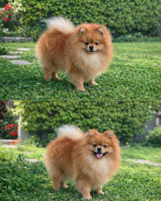 Pomerania orange per monta pedigree ENCI