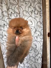 Spitz Pomerania nano