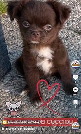 Ultimissimo chihuahua pelo lungo prezzo bomba