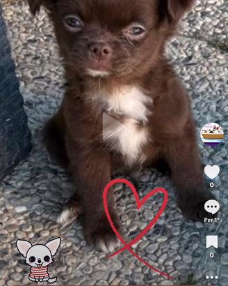 Ultimissimo chihuahua pelo lungo prezzo bomba