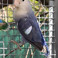 Pappagalli inseparabili