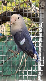 Pappagalli inseparabili