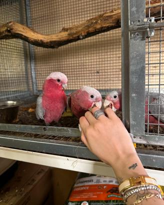 Cacatua roseicapilla allevato a mano