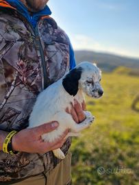 Cucciola SETTER INGLESE