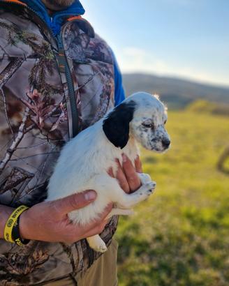 Cucciola SETTER INGLESE